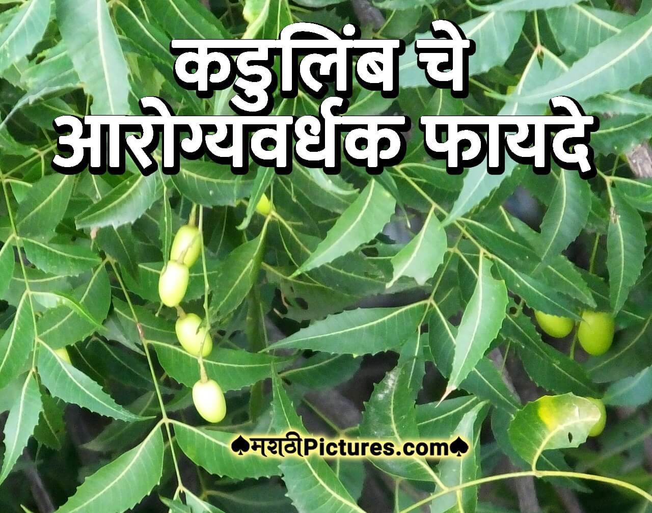 essay on neem tree in marathi